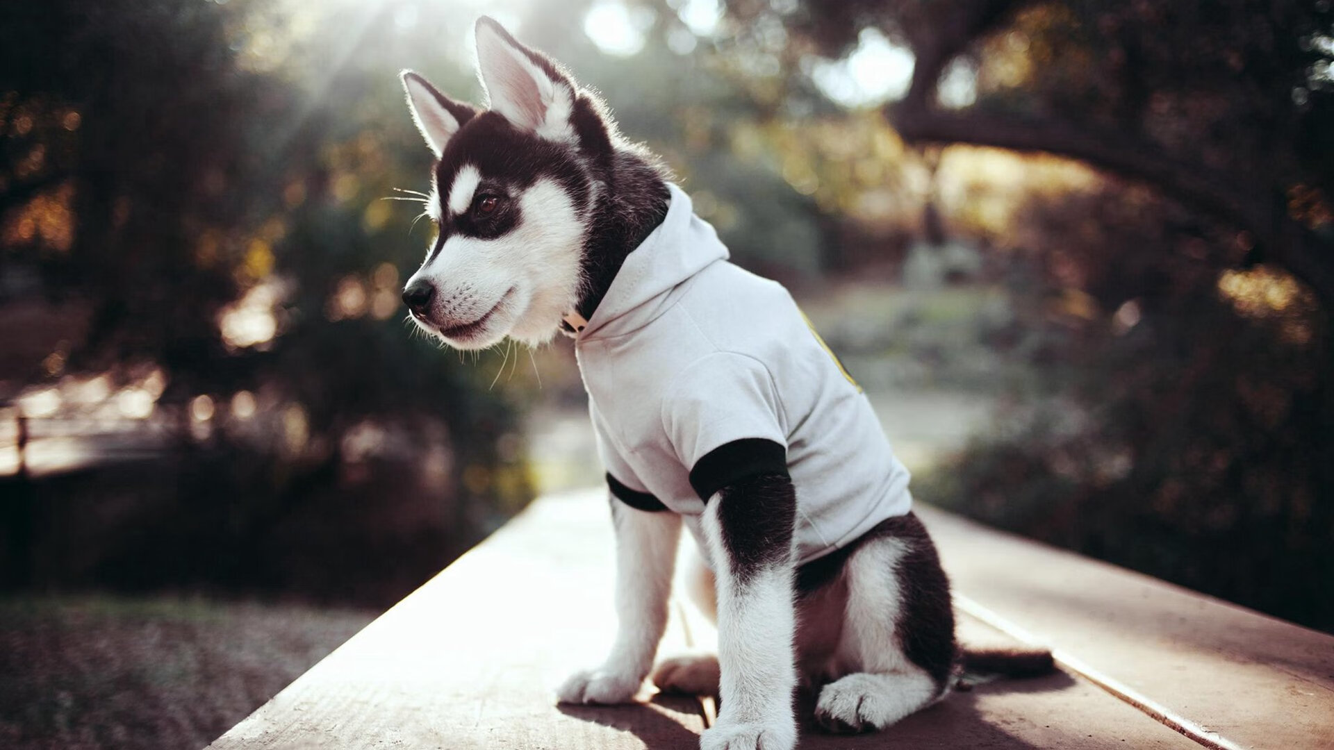 东京残奥会回顾展开启,展示中国残疾人体育成就,东京残疾人奥运会有38个大项目