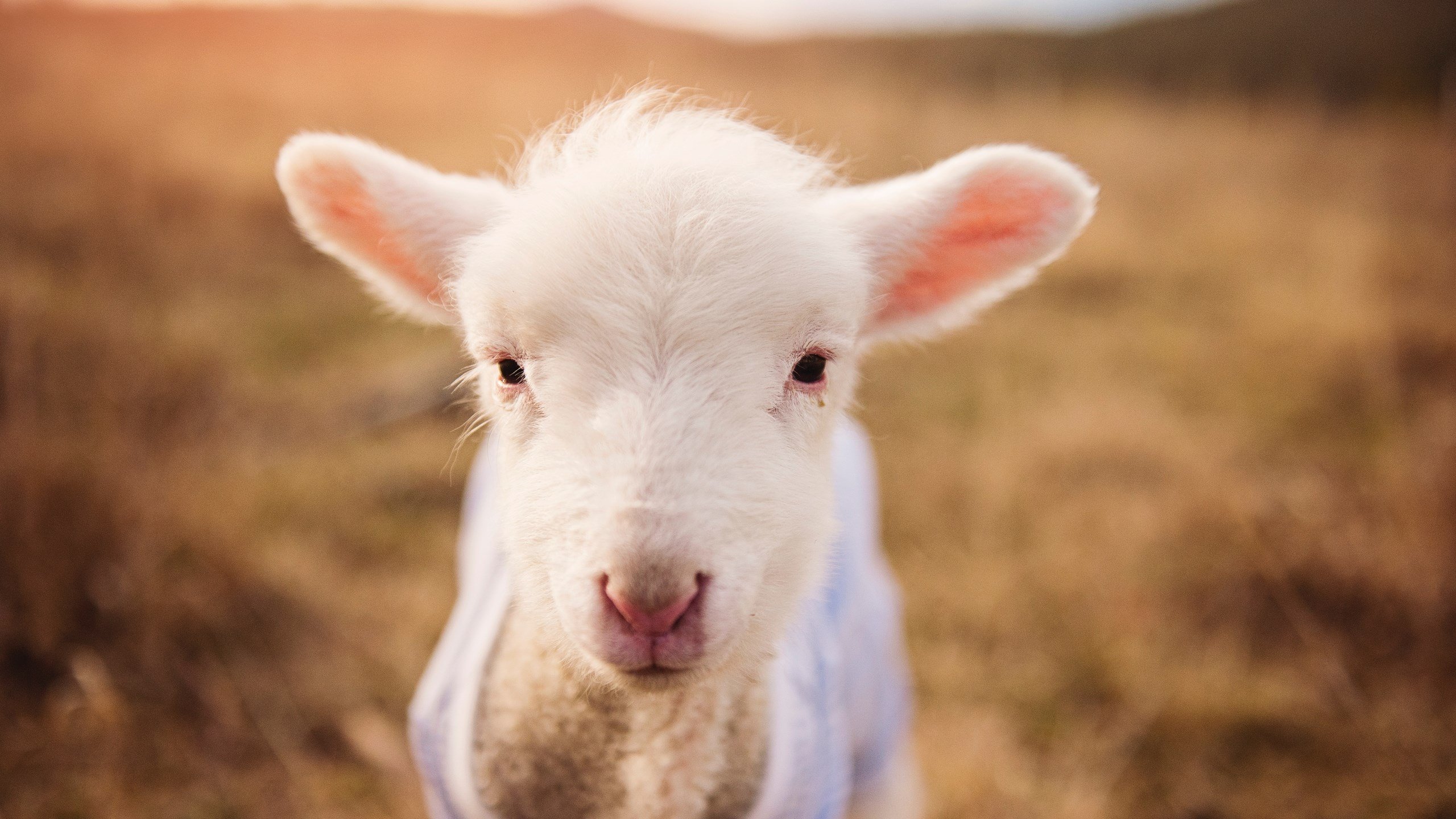 北方地区篮球运动热潮持续升温，赛场火爆，篮球为什么北方打不过南方
