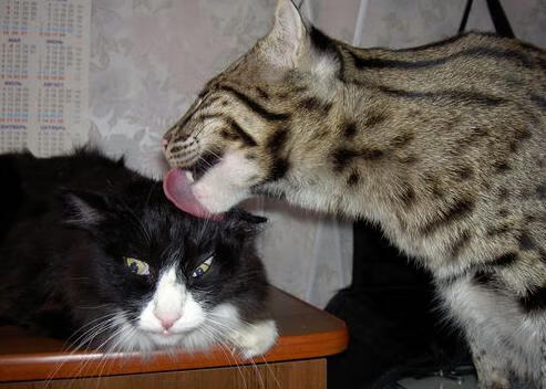 数字足球电竞赛，虚拟世界里的激烈对抗，数字化竞技实力平台