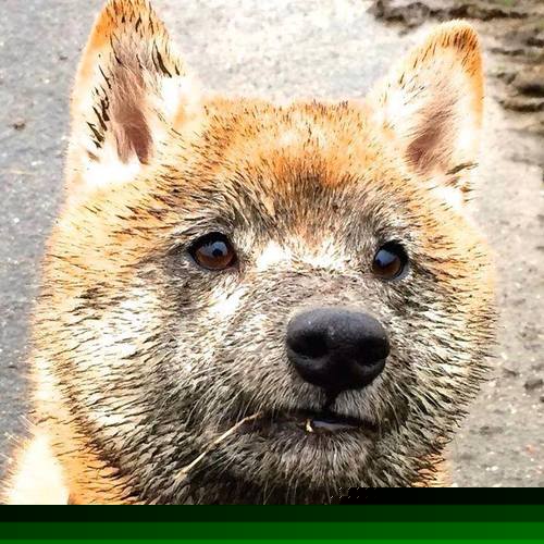 【教士击败padres】泰蒂斯关键安打引爆全场